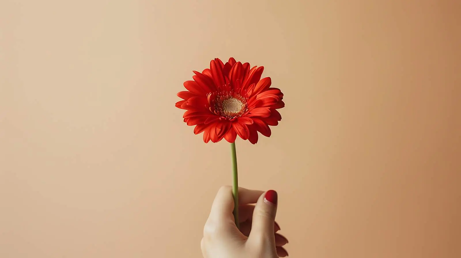 Woman Holding Beautiful Red Daisy Gerber Flower — free download from Dotvec