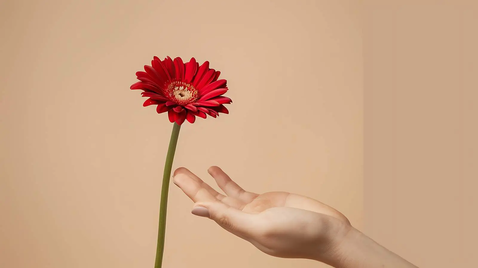 Woman Holding Beautiful Red Daisy Flower — free download from Dotvec