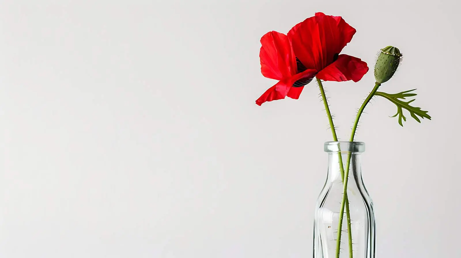 Red Poppy Flower in Bottle on White Background — free download from Dotvec