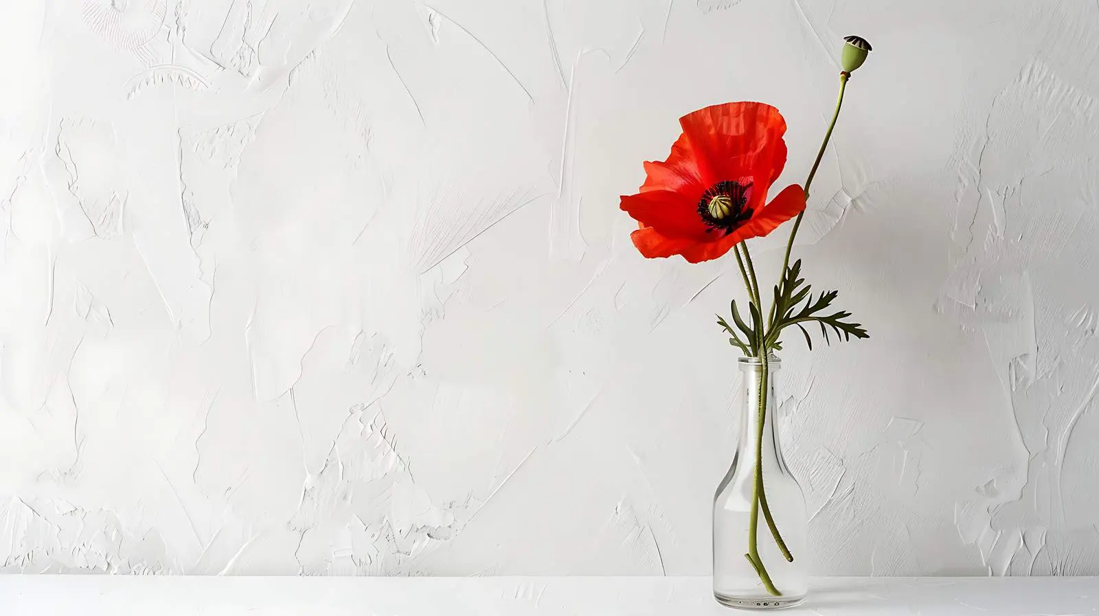 Red Poppy Flower in Bottle on White Wall — free download from Dotvec