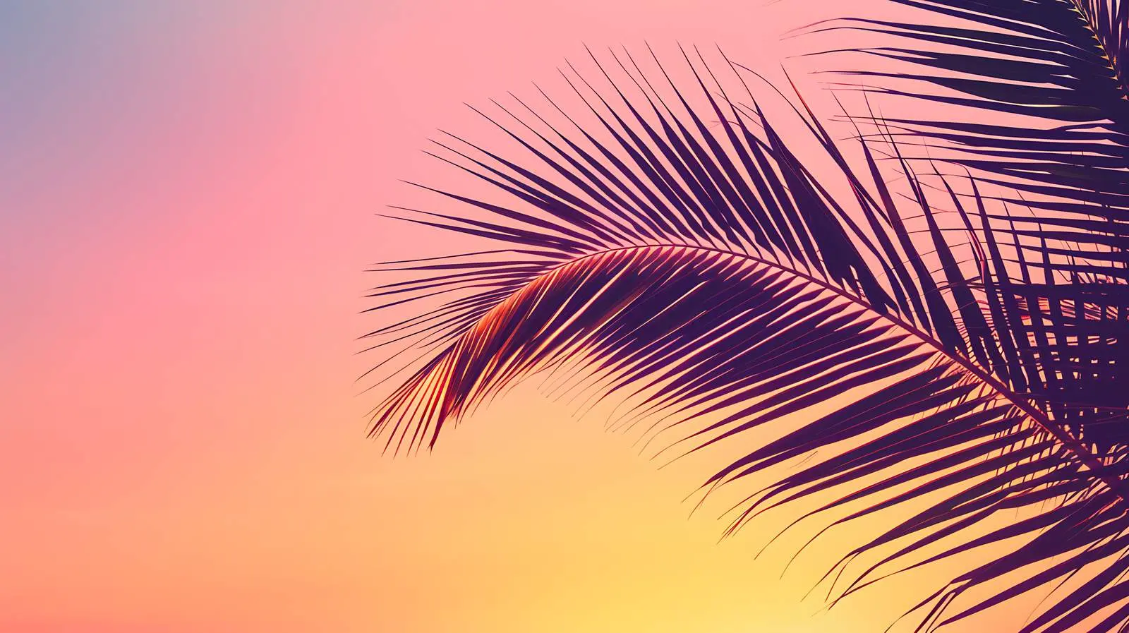 Tropical Coconut Palm Silhouette at Sunset – free evening image from Dotvec