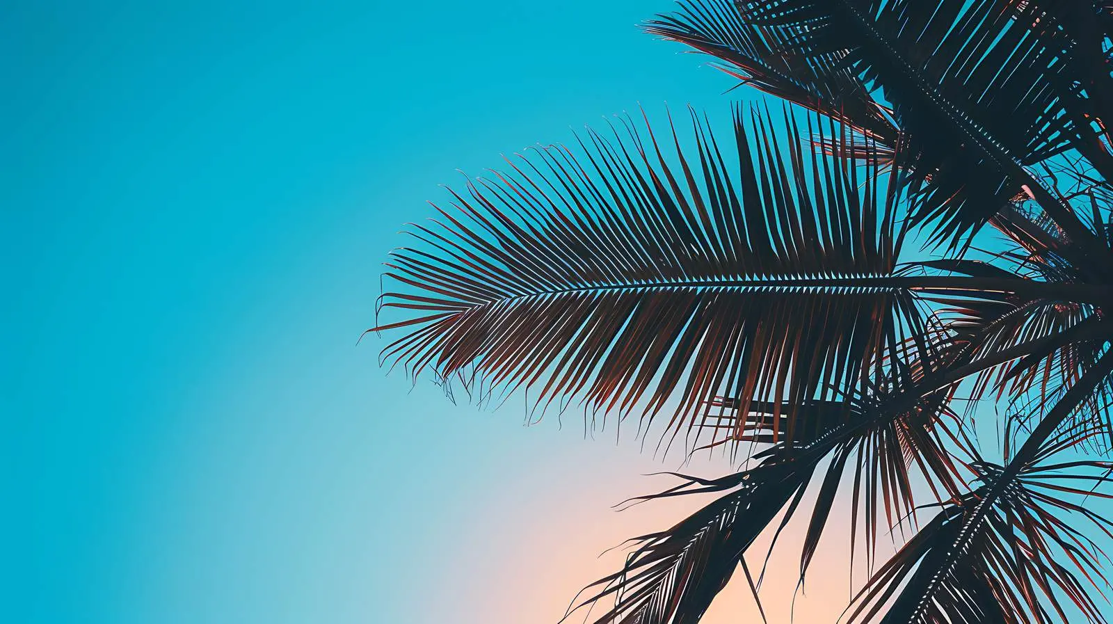 Tropical Coconut Palm Tree Silhouette on Empty Beach – free evening image from Dotvec