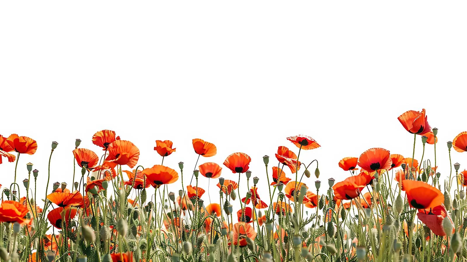 Serene summer day above solitary poppy meadow — free download from Dotvec