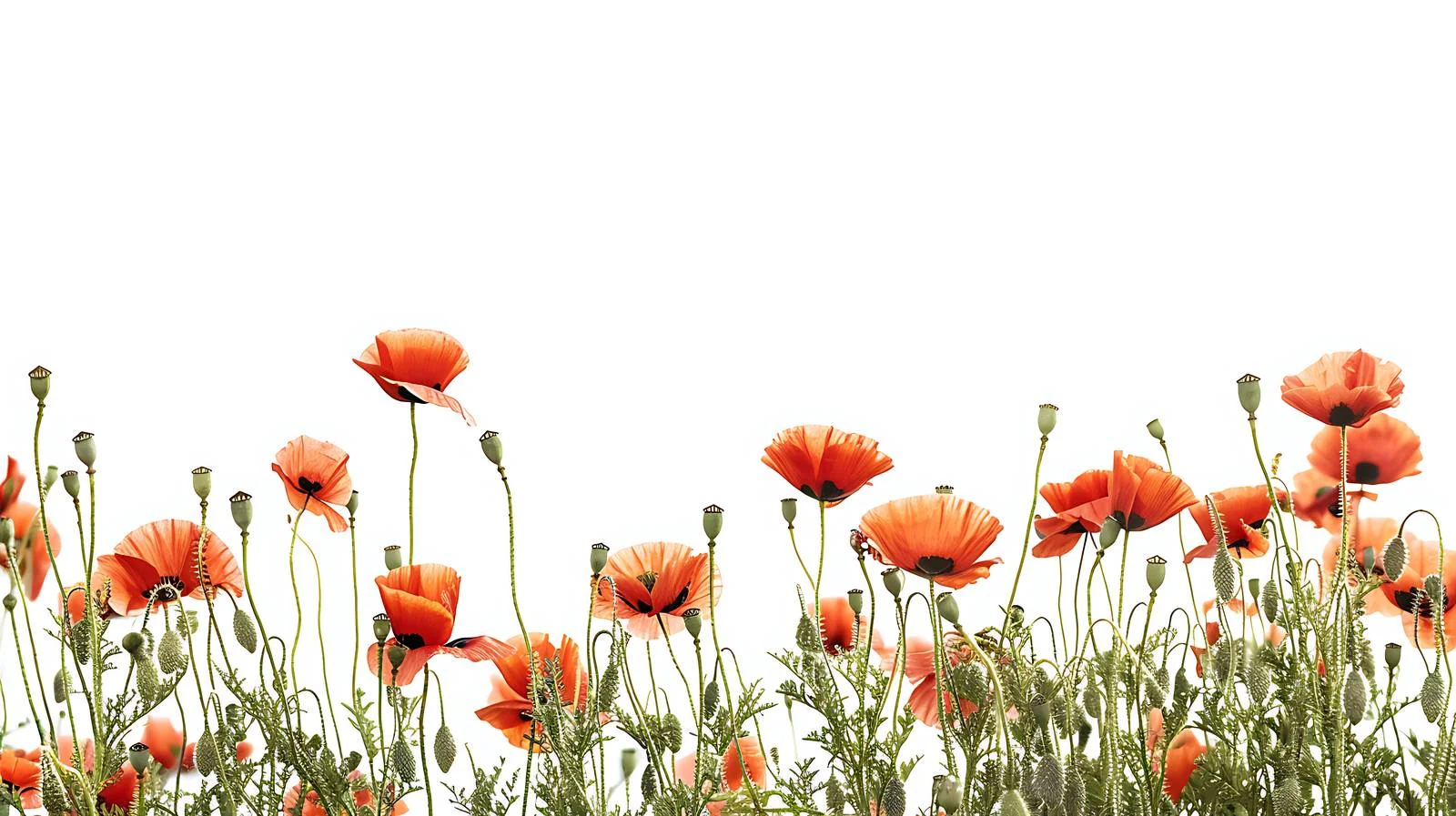 Serene summer day above poppy field — free download from Dotvec