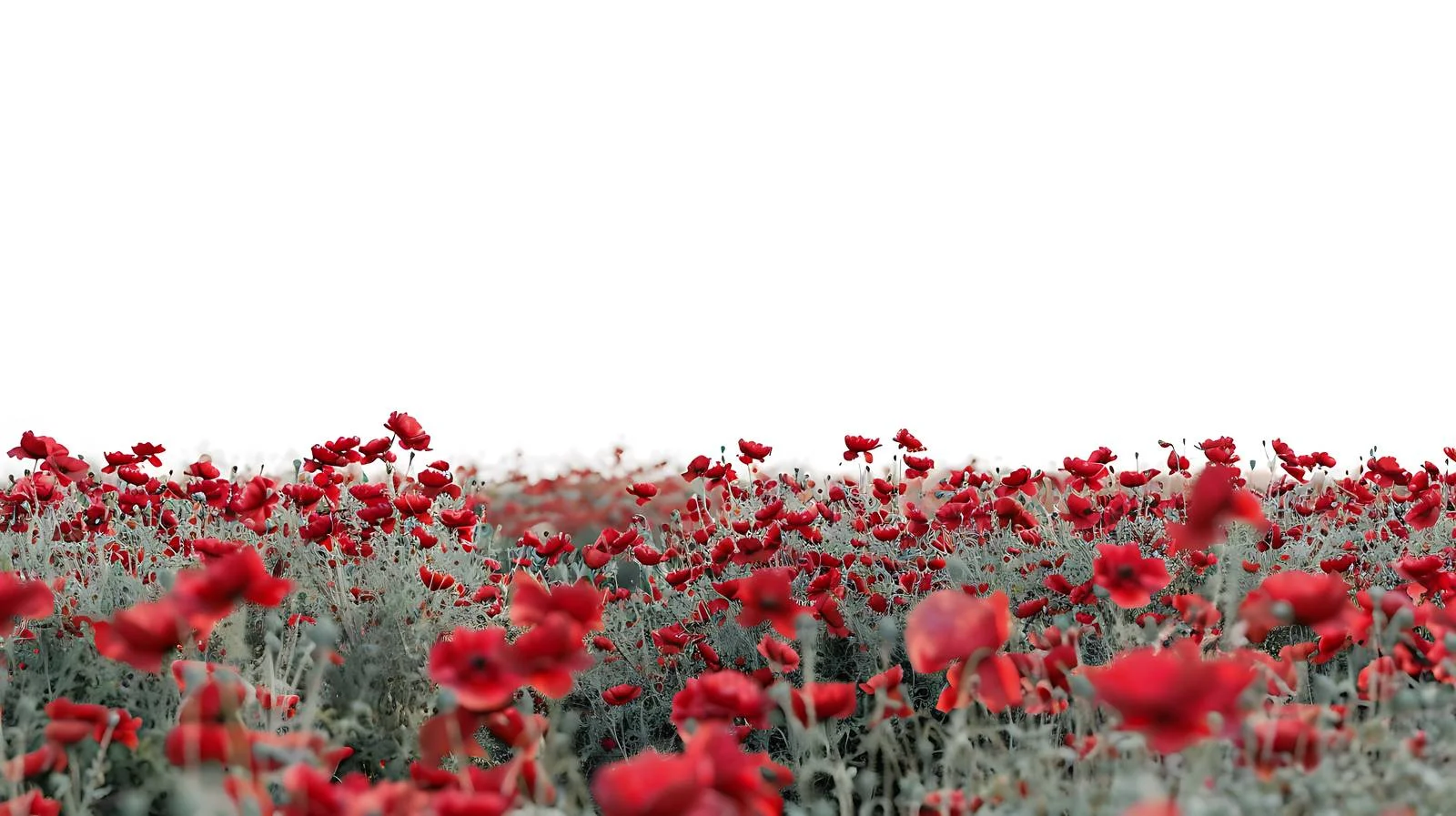 Vibrant Summer Field with Red Poppies — free download from Dotvec
