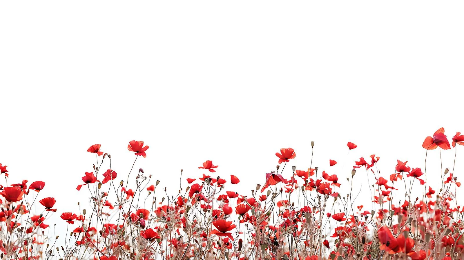 Vibrant Summer Field with Red Poppies — free download from Dotvec