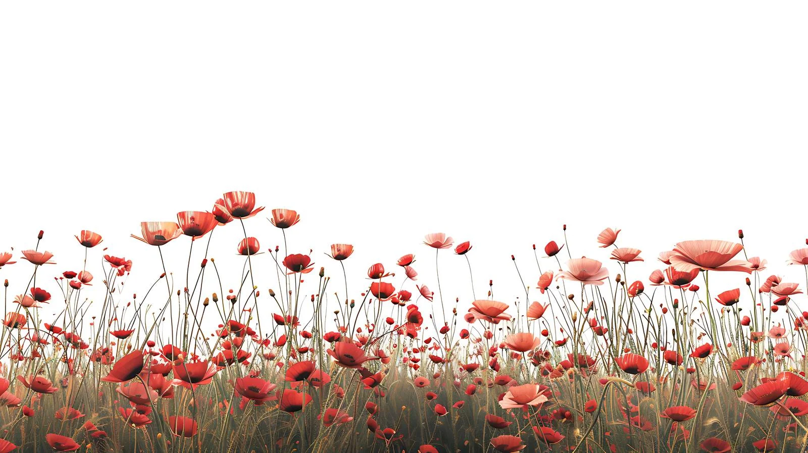 Vibrant Summer Field with Red Poppies — free download from Dotvec