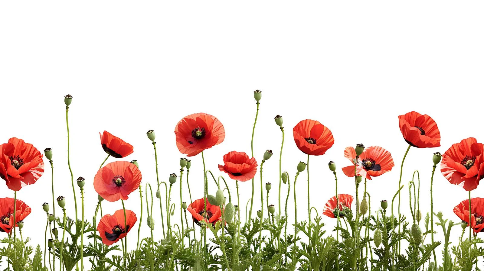 Vibrant red poppies in summer meadow — free download from Dotvec