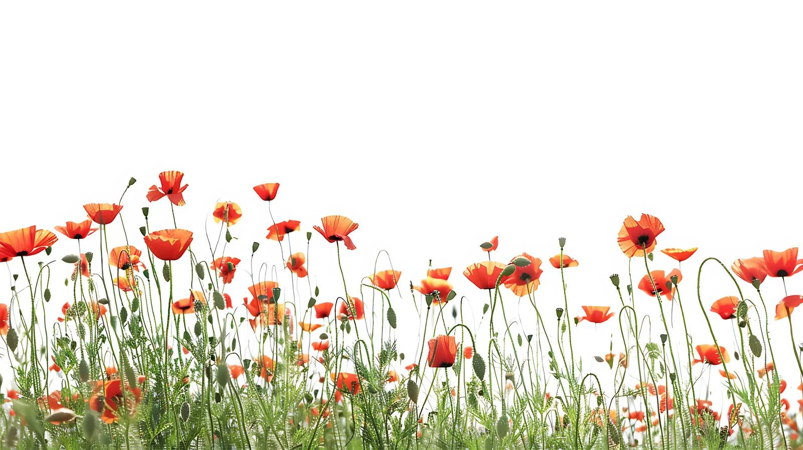 Vibrant Red Poppies in Lush Summer Meadow — free download from Dotvec