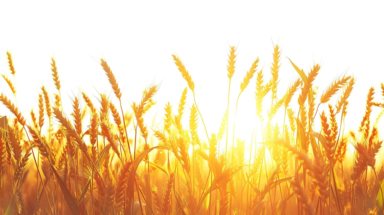 Tranquil Summer Sunrise Above Isolated Wheat — free download from Dotvec
