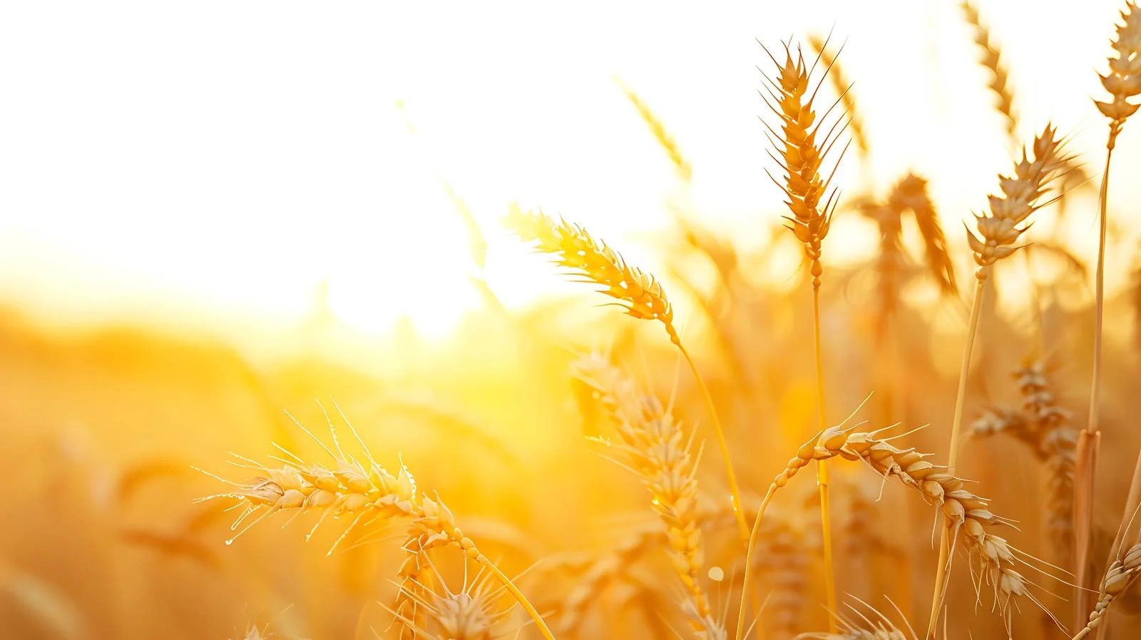 Serene Summer Sunrises Over Golden Wheat — free download from Dotvec