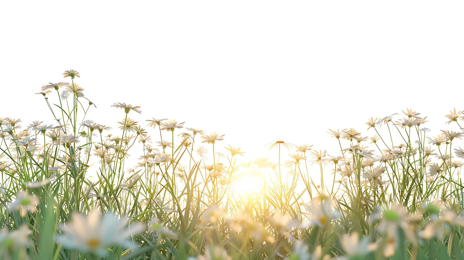 Serene Summer Sunrise Above Wild Daisy Field — free download from Dotvec