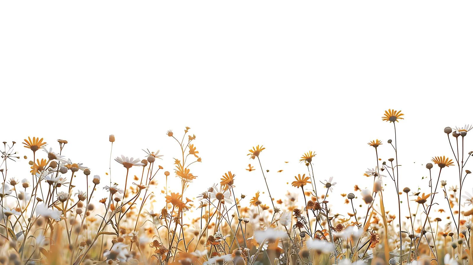 Serene Summer Sunrise Above Daisy Field — free download from Dotvec