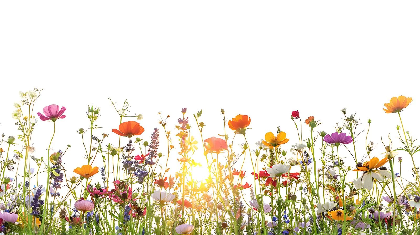 Serene Summer Sunrise Among Meadow Wildflowers — free download from Dotvec