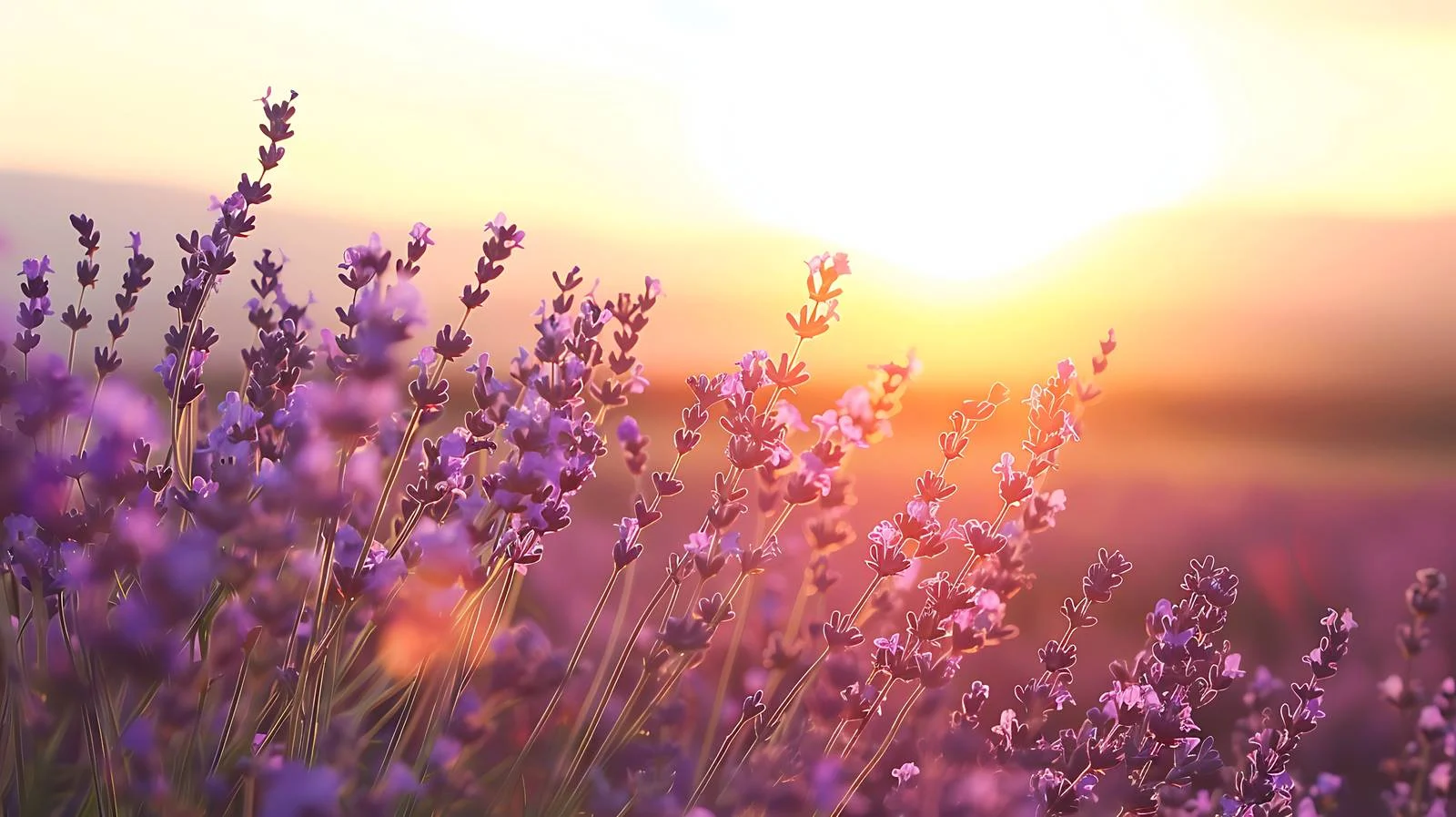 Vibrant Summer Sunset over Lavender Fields — free download from Dotvec