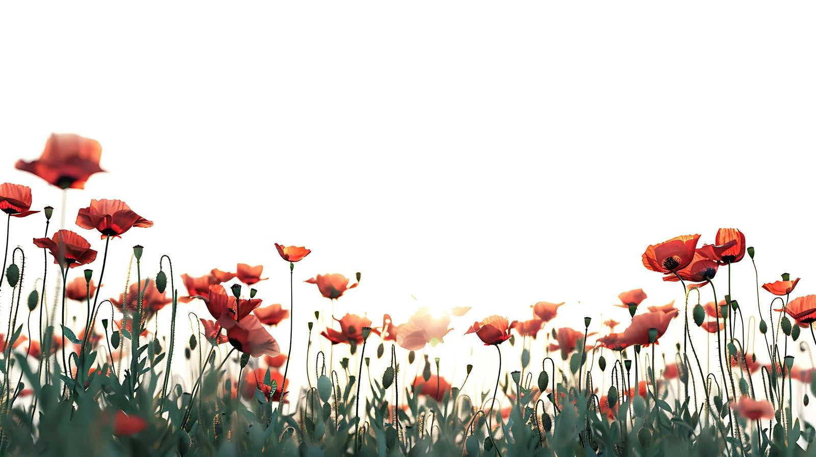 Vibrant Poppy Field Glowing in Sunset — free download from Dotvec