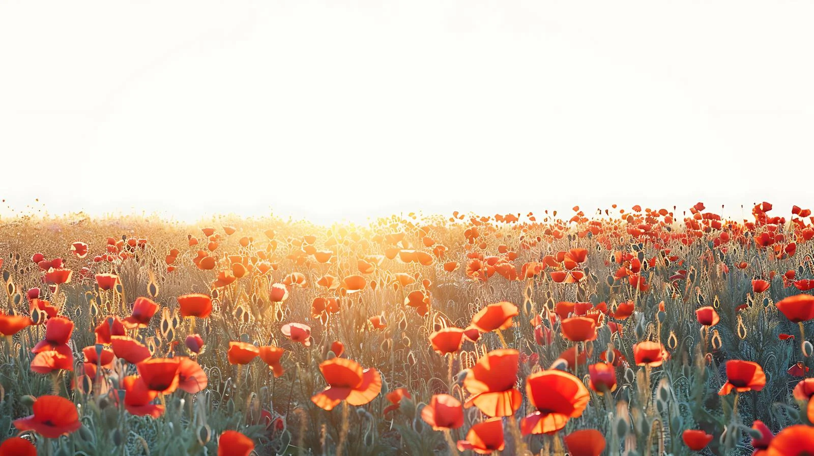 Vibrant summer sunset over poppy field — free download from Dotvec