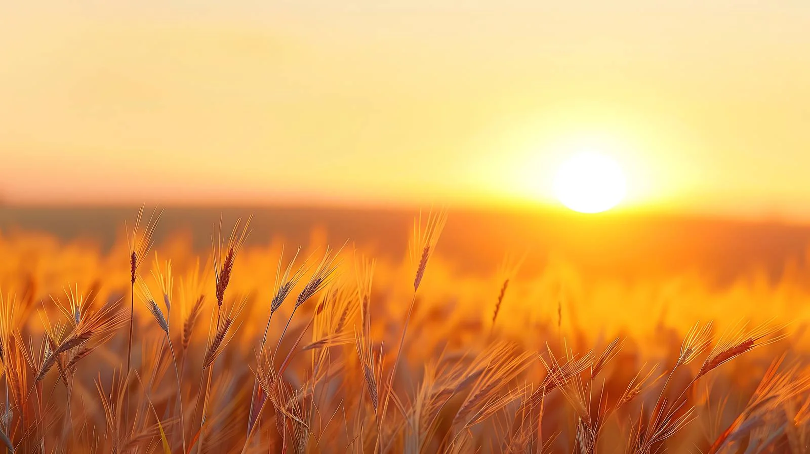 Vibrant Summer Sunset Over Wheat Fields — free download from Dotvec