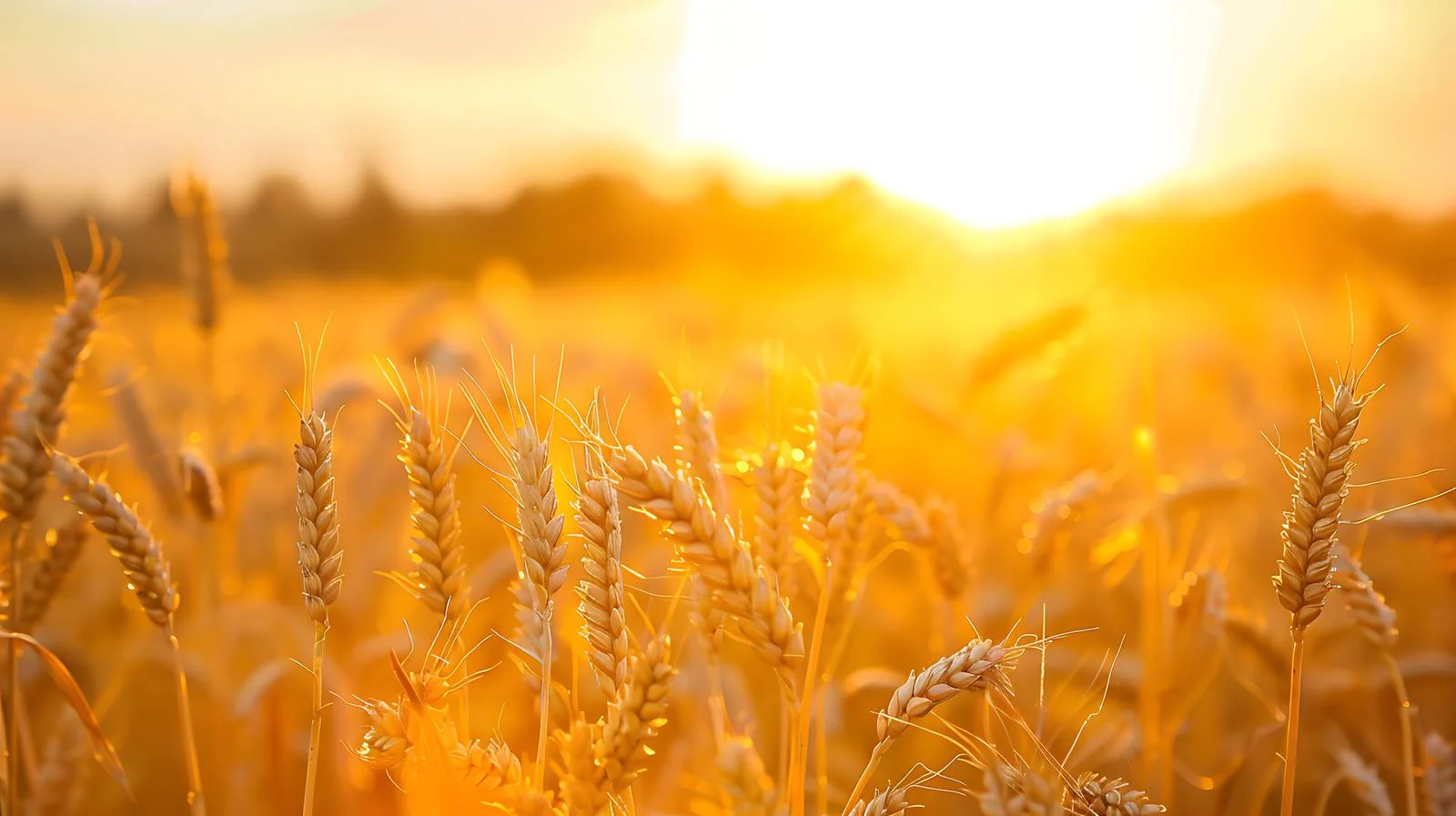 Golden hour over wheat fields serenity — free download from Dotvec