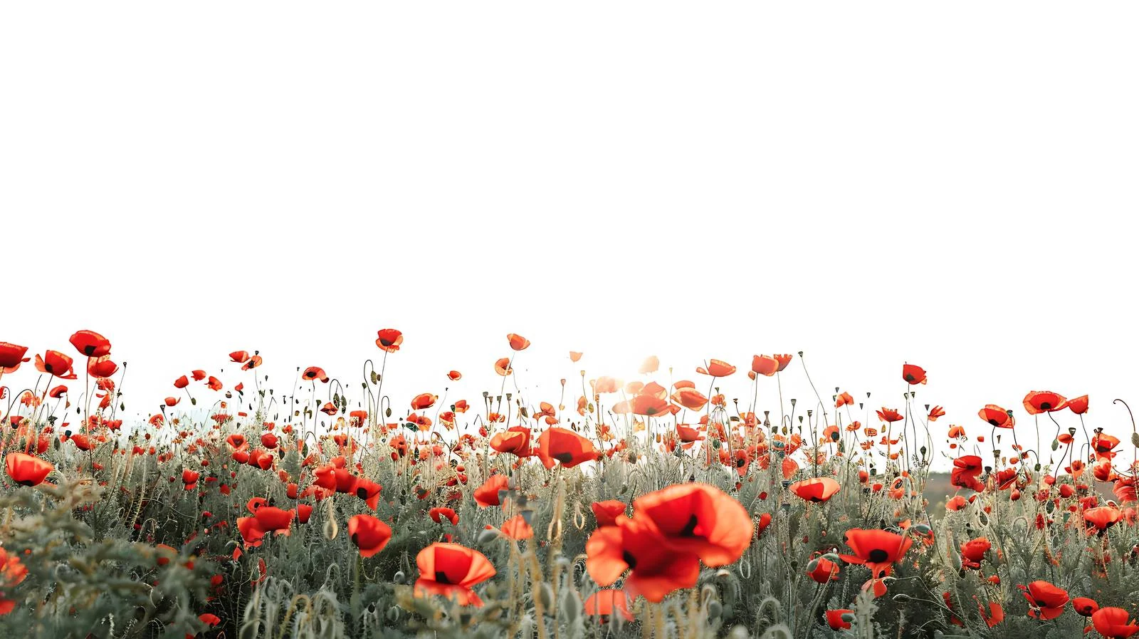 Serene Sunrise Above Red Poppies Meadows — free download from Dotvec