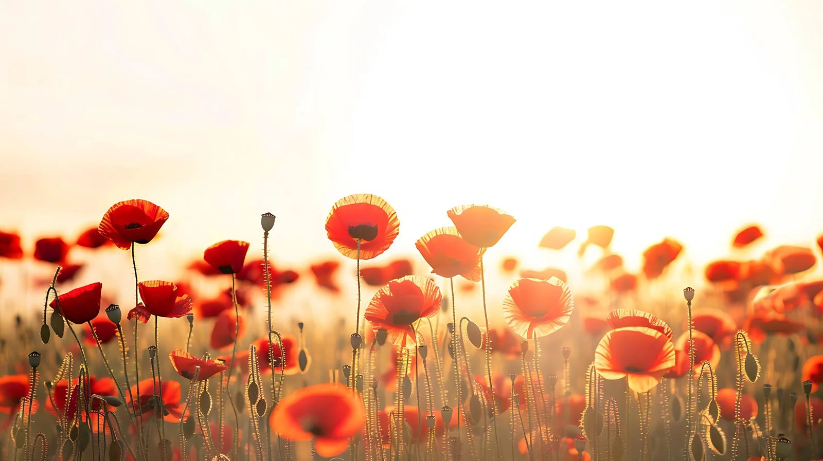 Vivid Sunrise Above Red Poppies Field – free poppies image from Dotvec