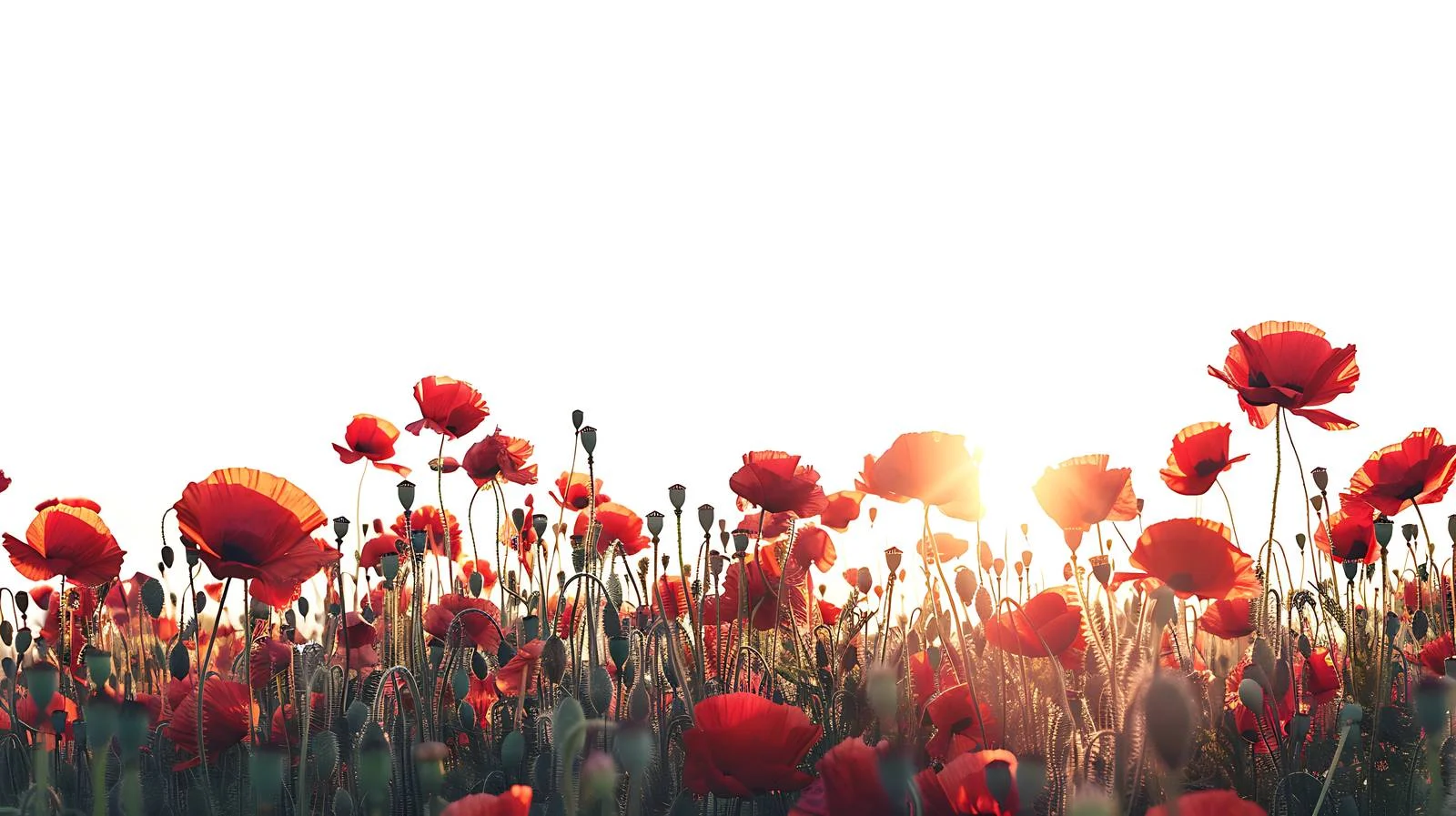 Vibrant Sunrise Above Red Poppies Field — free download from Dotvec