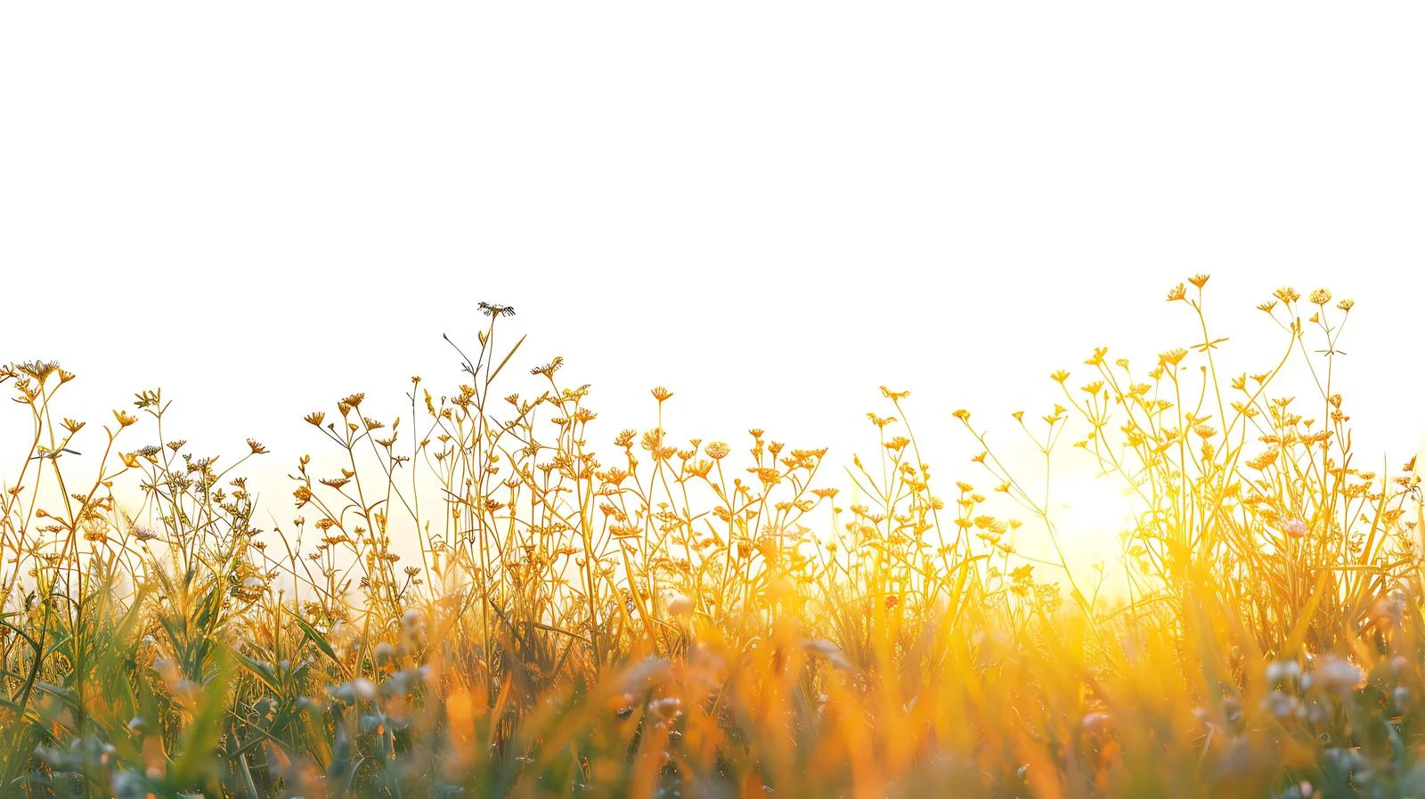 Serene Sunrise Above Summer Meadow Isolated — free download from Dotvec