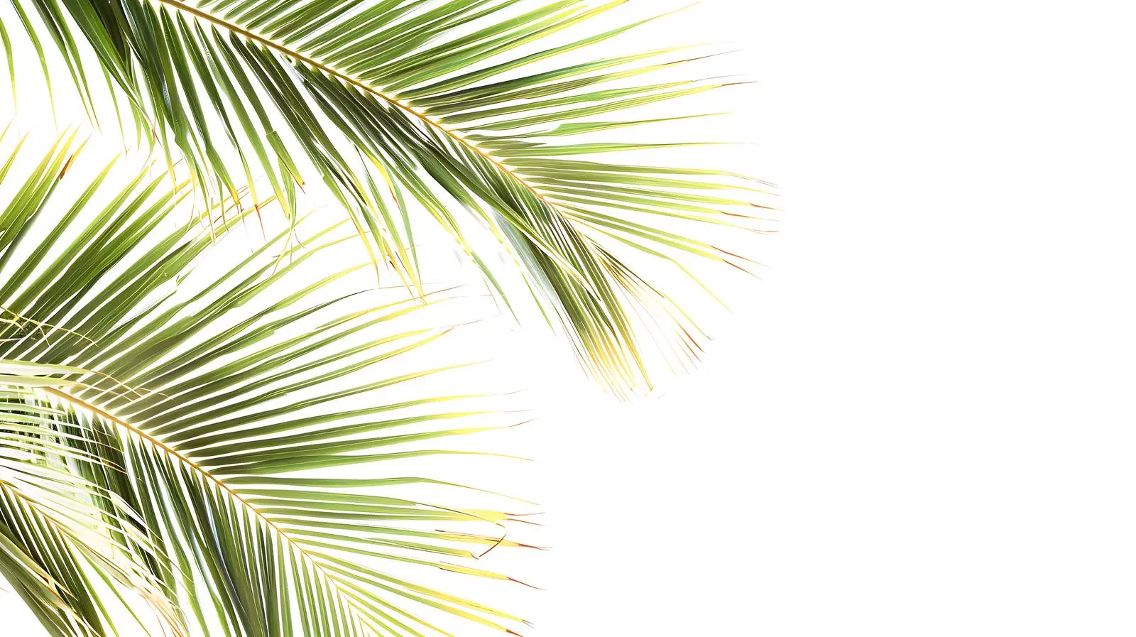 Tropical Coconut Palm Branch on White Background — free download from Dotvec