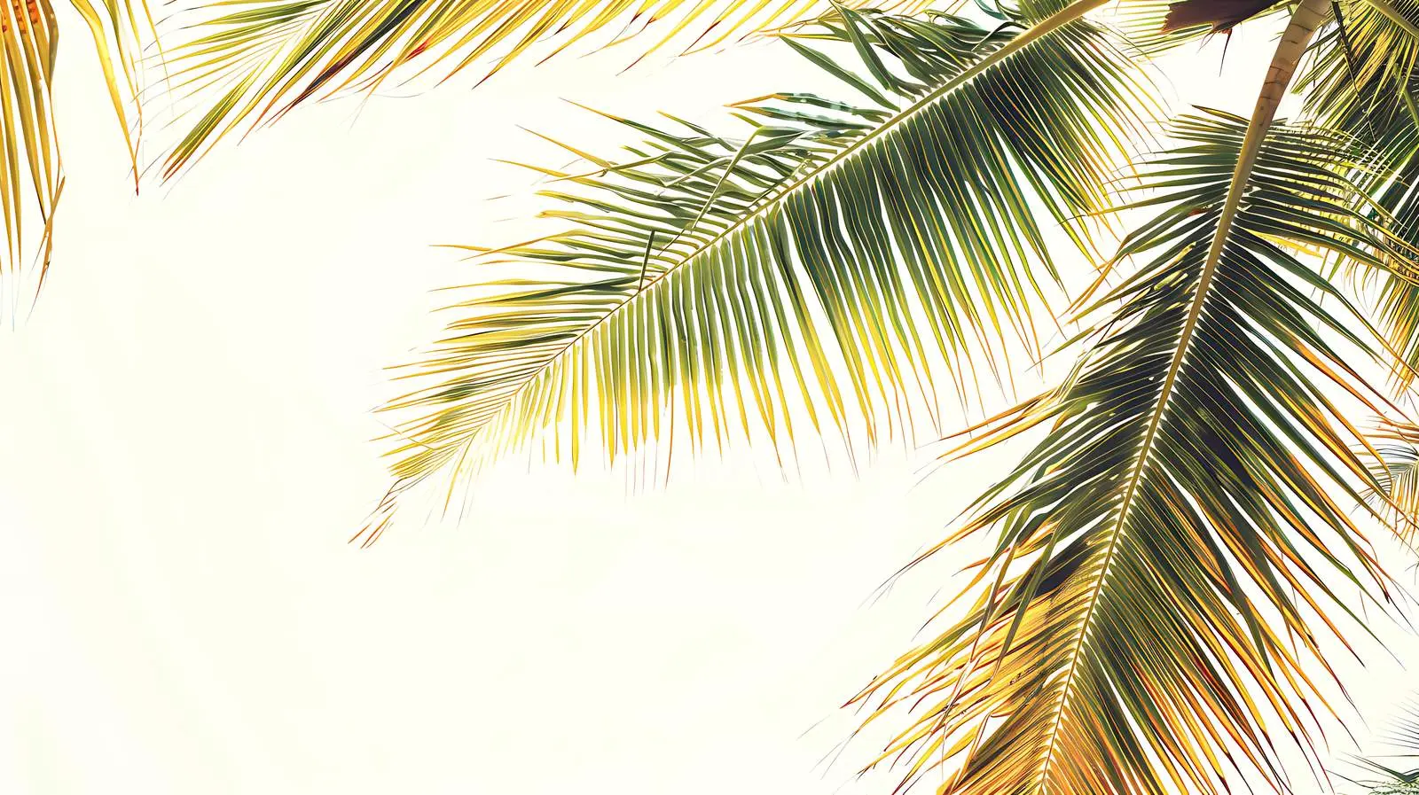 Tropical Coconut Palm Branch with Vibrant Colors – free refreshing image from Dotvec