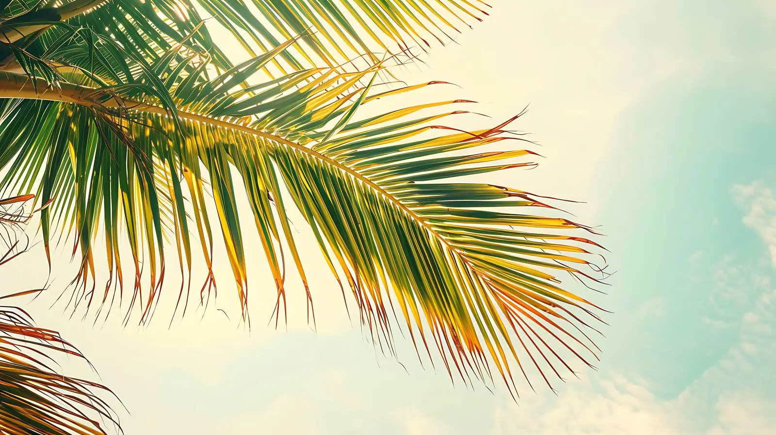 Vibrant Coconut Palm Branch in Tropical Paradise – free coconut image from Dotvec