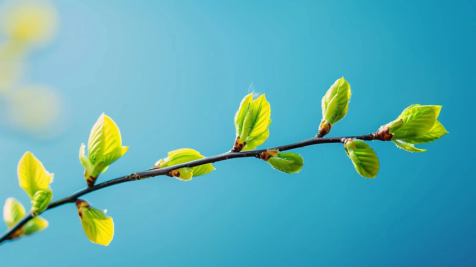 Delicate Twigs with Fresh Tiny Leaves — free download from Dotvec