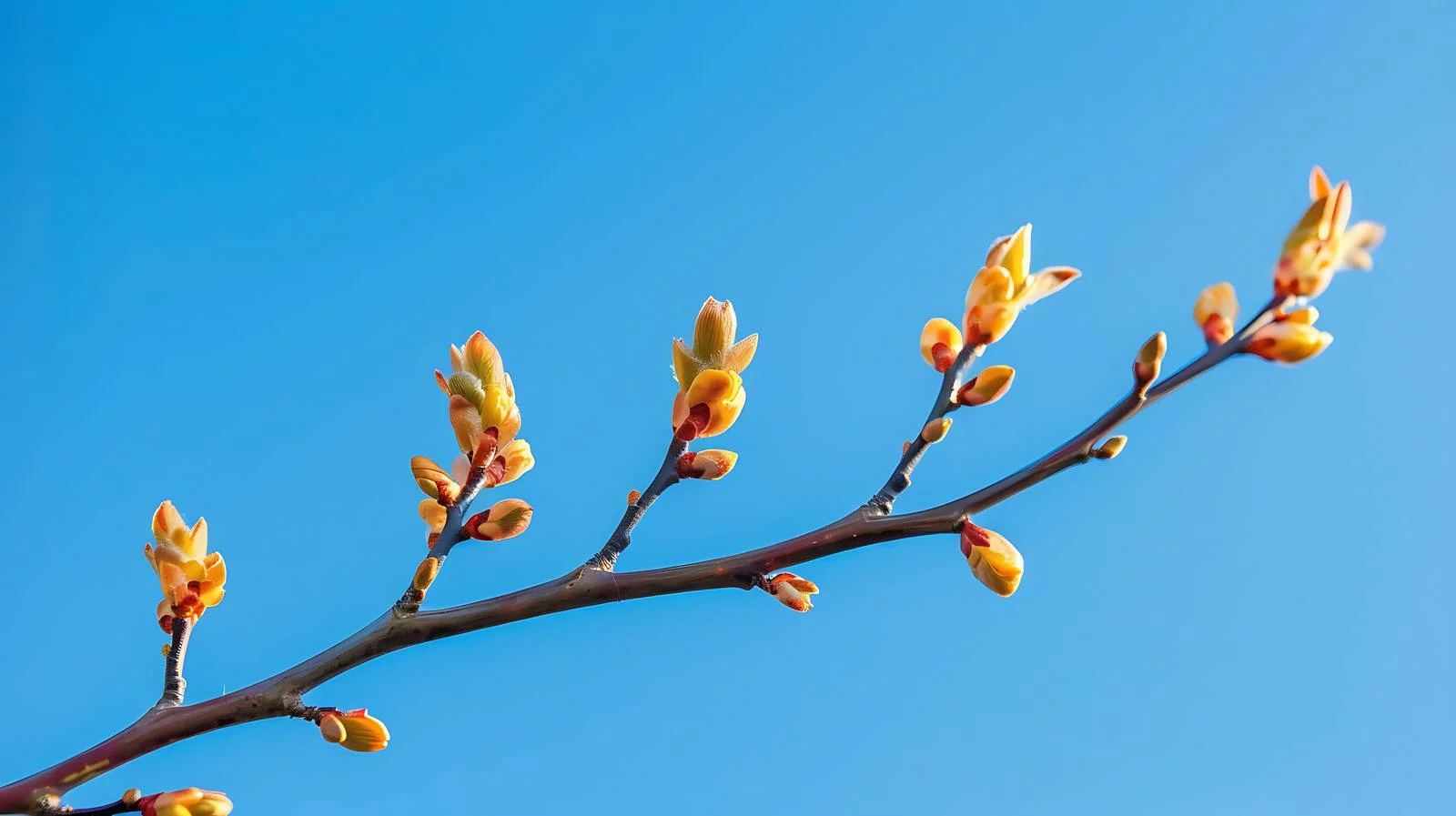 Delicate Twigs with Emerging Green Leaves — free download from Dotvec