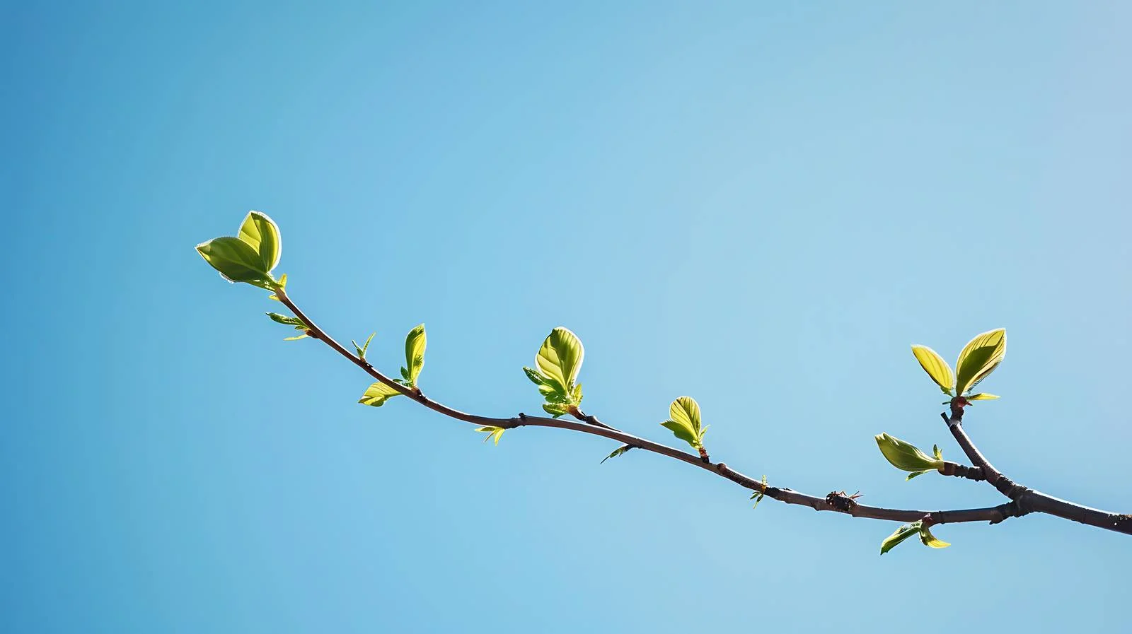 Elegant Twigs with Early Leaves on Clear Background — free download from Dotvec