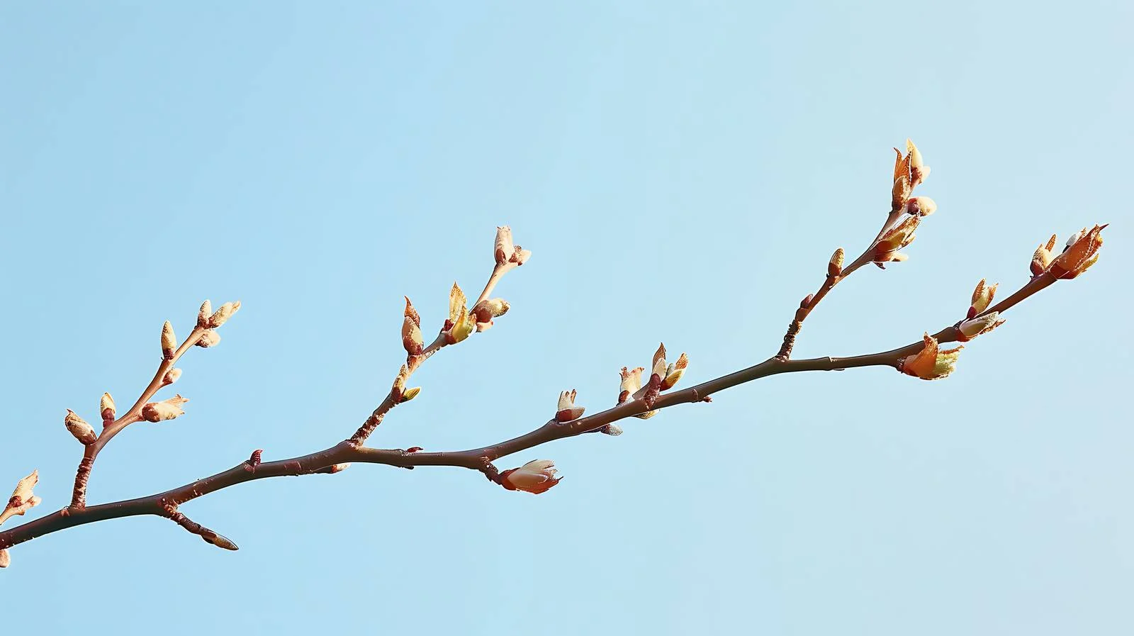 Elegant Twigs with Emerging Small Leaves — free download from Dotvec