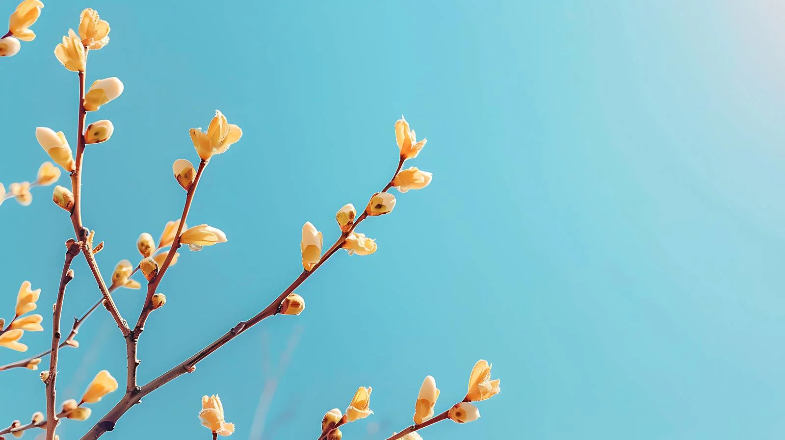 Delicate Branches with Early Leaves in Sunlight – free wig image from Dotvec