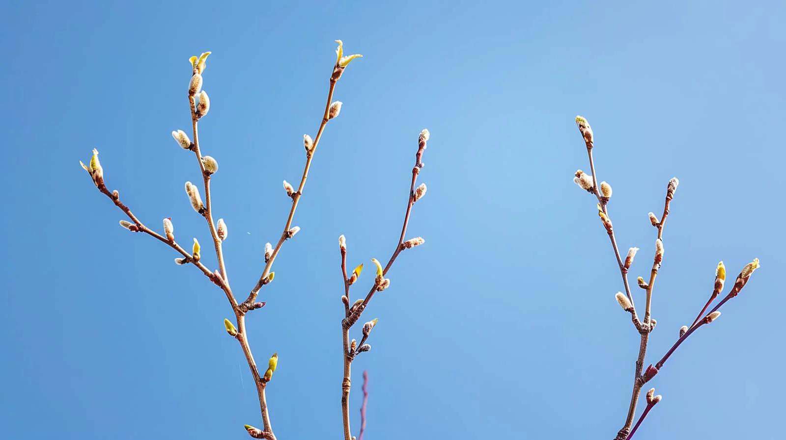 Elegant Twigs with Tender Leaves on Clear Background — free download from Dotvec