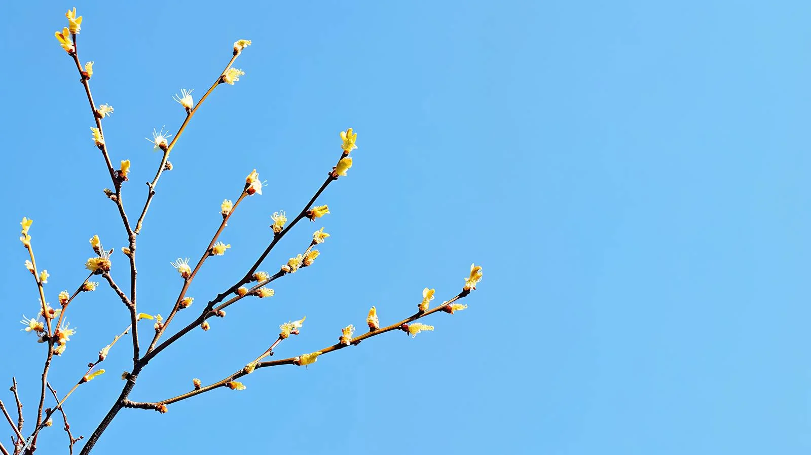 Delicate Twigs Adorned with First Leaves — free download from Dotvec