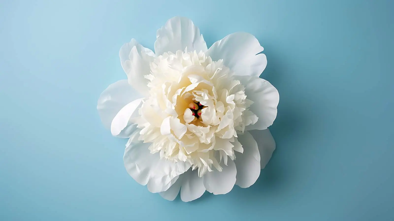 Beautiful White Peony on Blue Background – free peony image from Dotvec