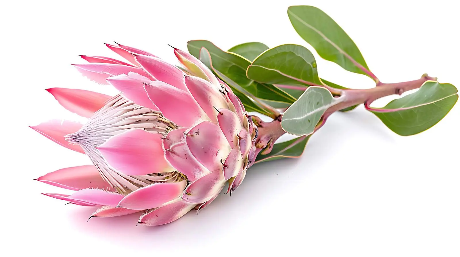 Isolated Beauty of Protea Flower on White Background – free profile image from Dotvec