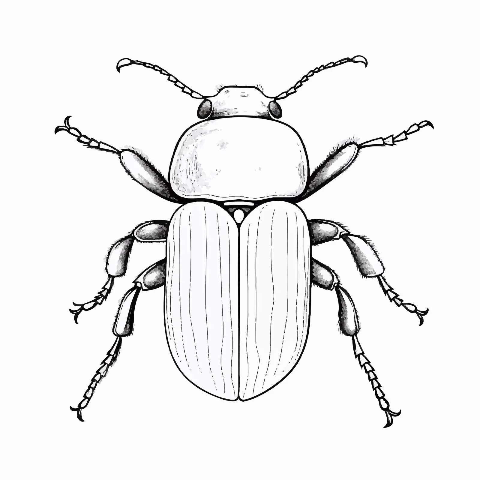 Beetle Sketch Vector Illustration on White Background — free download from Dotvec