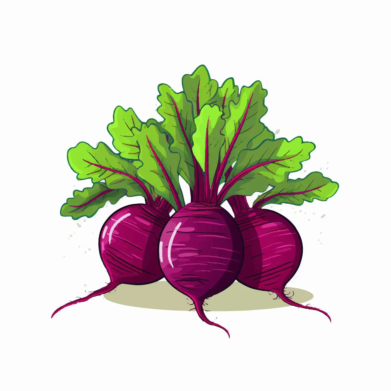 Fresh Organic Beetroot with Green Leaves Vector — free download from Dotvec