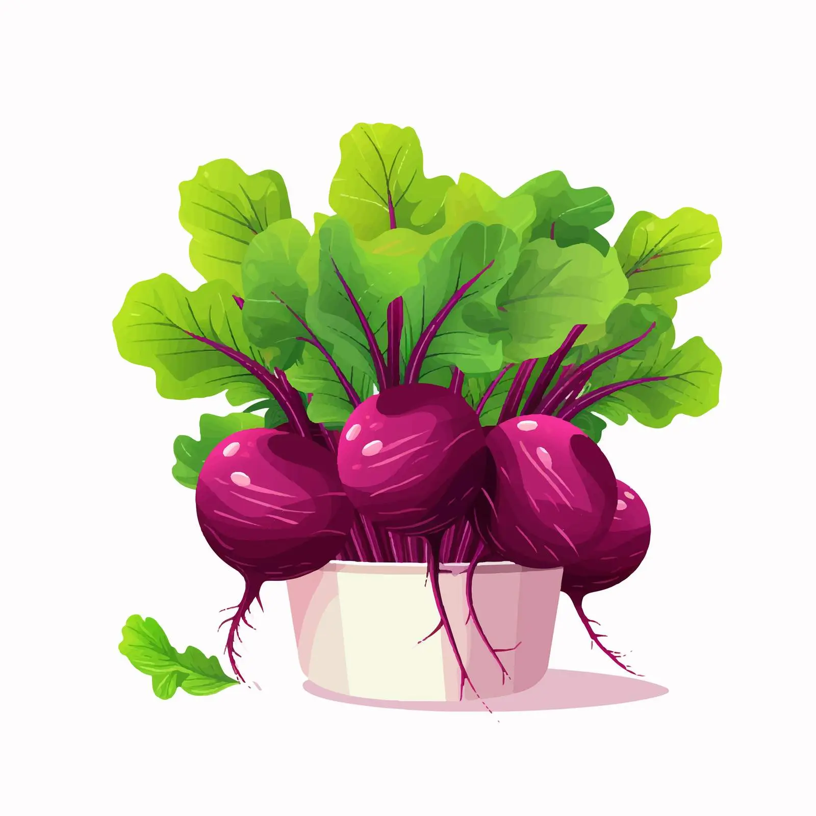 Fresh Organic Beetroot with Green Leaves Vector — free download from Dotvec