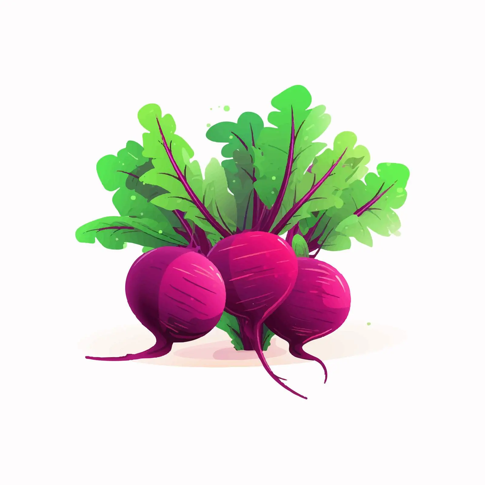 Fresh Organic Beetroot with Green Leaves — free download from Dotvec