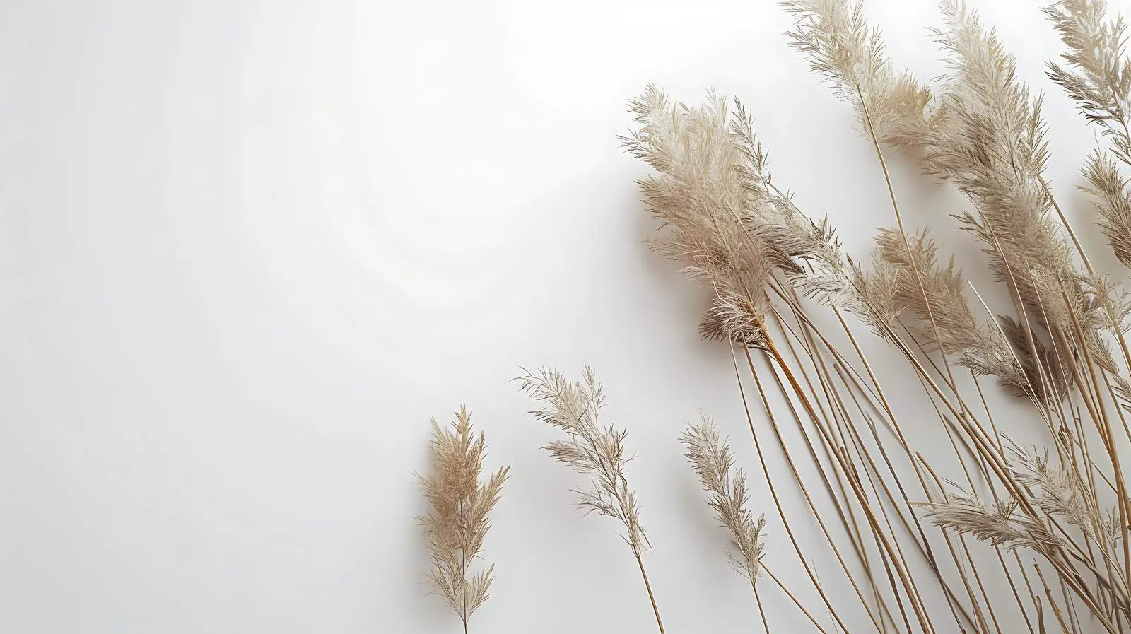 Beige Reeds Against White Wall Background — free download from Dotvec