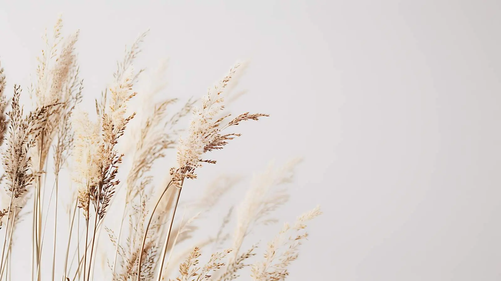 Beige Reeds Against White Wall Background – free tranquil space image from Dotvec