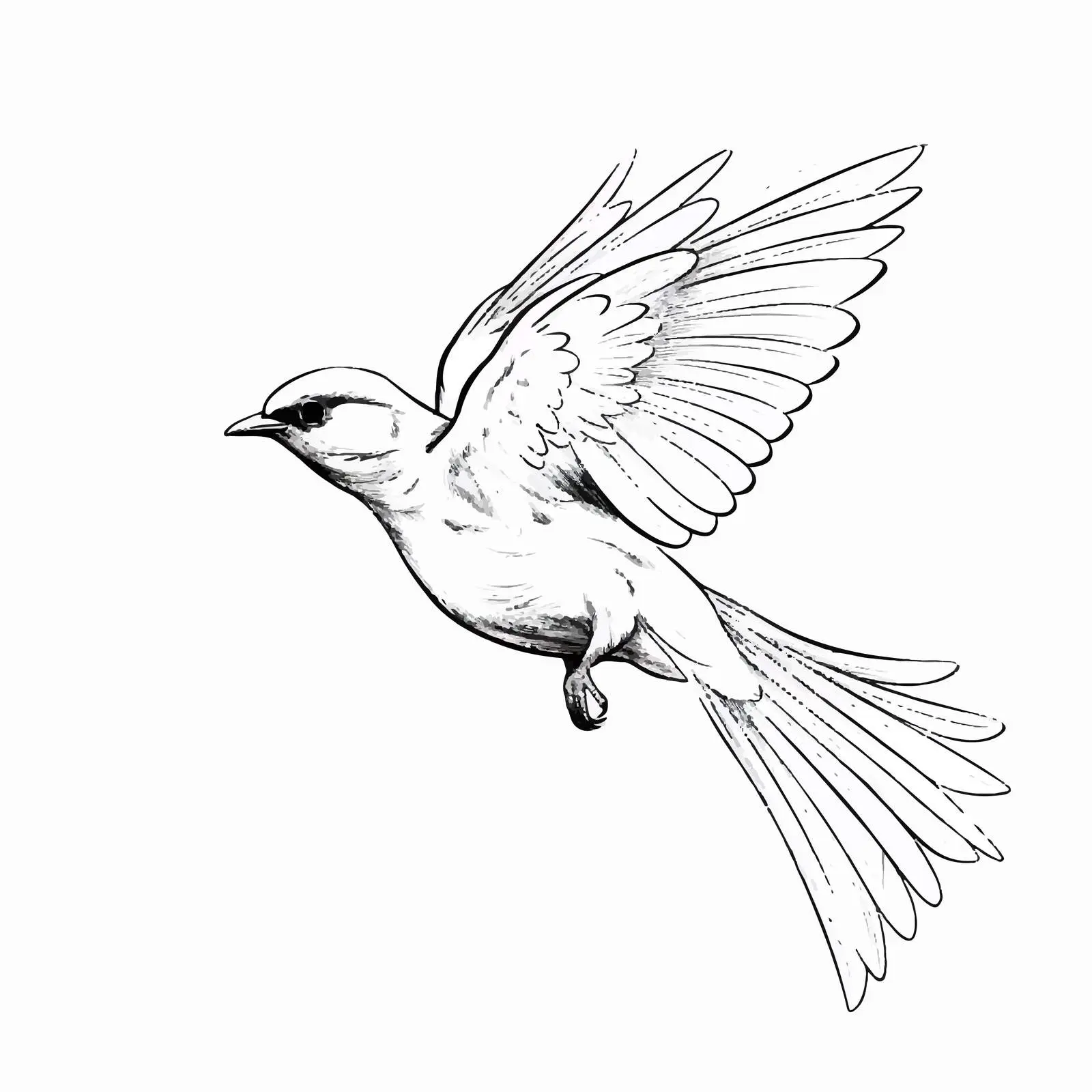 Cartoon Vector Bird Flying Outline Illustration — free download from Dotvec