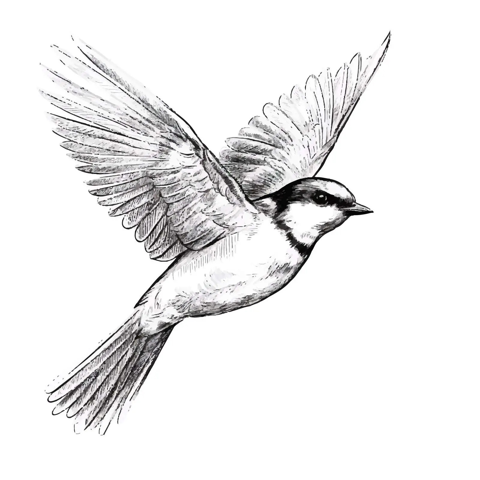 Cartoon Vector Bird Flying Sketch Illustration — free download from Dotvec