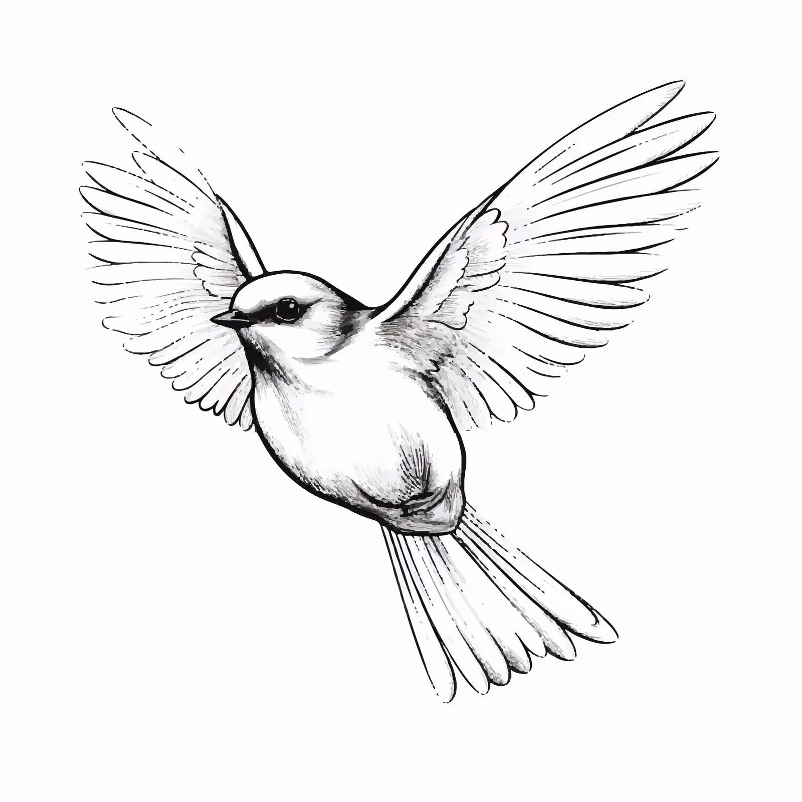 Bird Outline Vector Illustration on White Background — free download from Dotvec