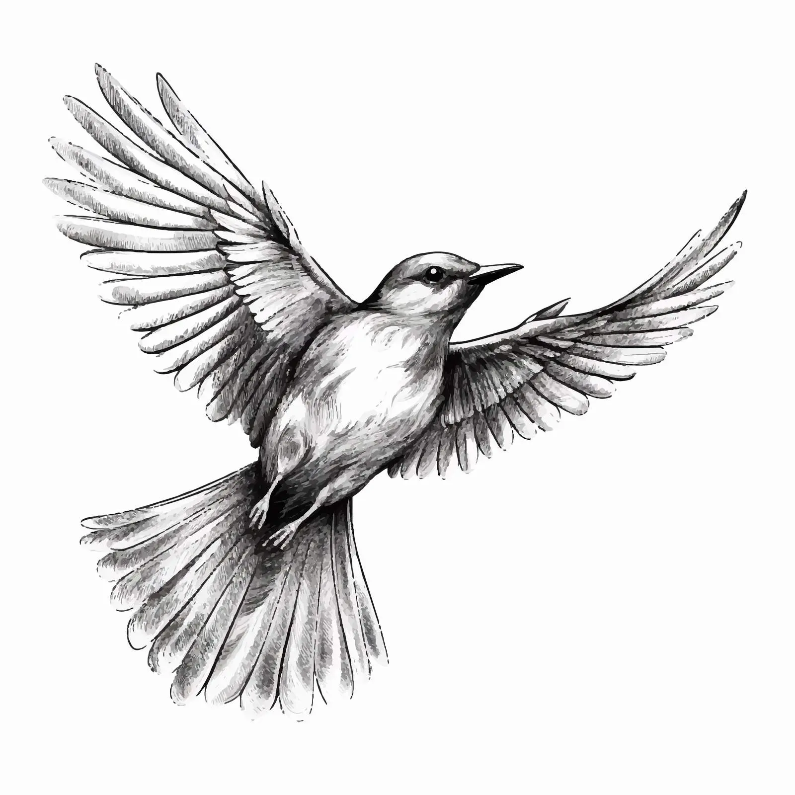 Bird Sketch Vector Illustration on White Background — free download from Dotvec