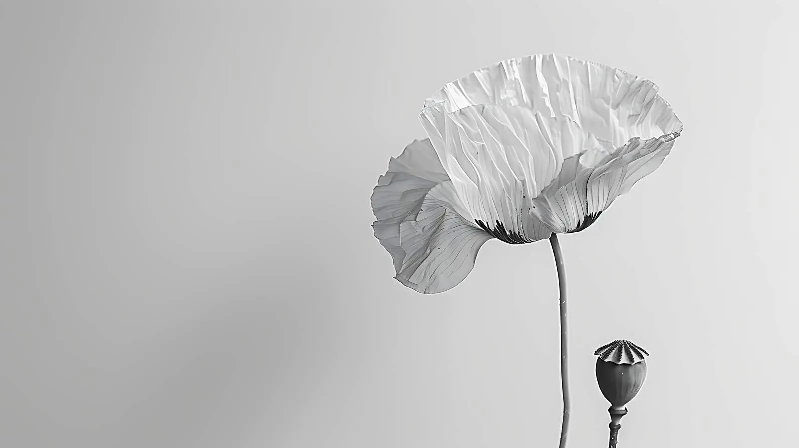 Stunning Black and White Poppy Flower Image — free download from Dotvec